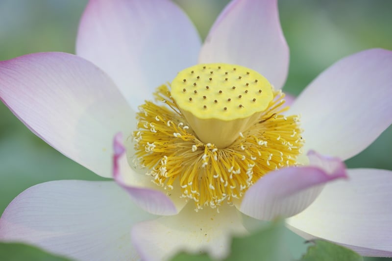 Petals in Art